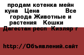 продам котенка мейн-куна › Цена ­ 35 000 - Все города Животные и растения » Кошки   . Дагестан респ.,Кизляр г.